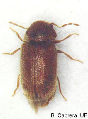 Beetle Identification Chart